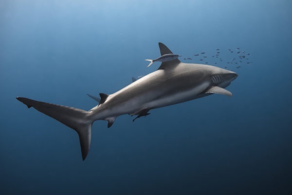 圖中為列入CITES保護物種附錄Ⅱ的絲鯊。 取自voices.nationalgeographic.com