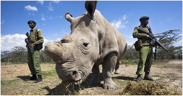 史瓦濟蘭在本屆會議中，提案開放白犀牛角的交易。  取自worldanimalnews.com