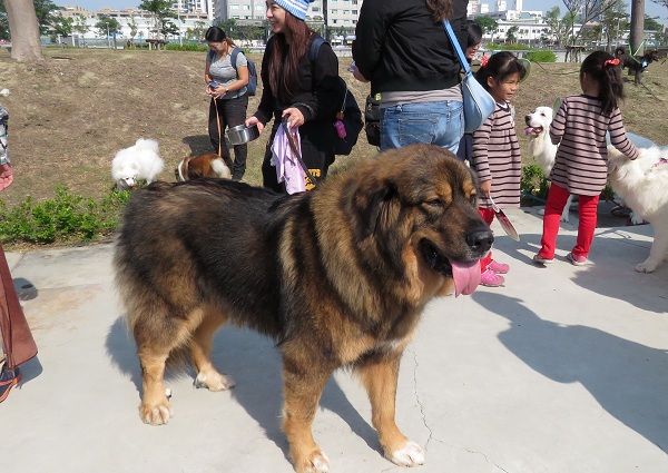 同時擁有大白熊與藏獒的血統，讓Brandon成為特殊犬種。蕭士塔/攝