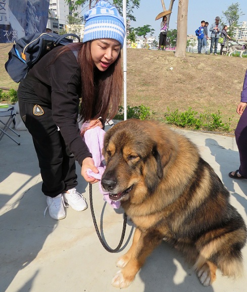 為了證實Brandon的血統，王韻晴還曾寄送唾液樣本到美國化驗。 蕭士塔/攝