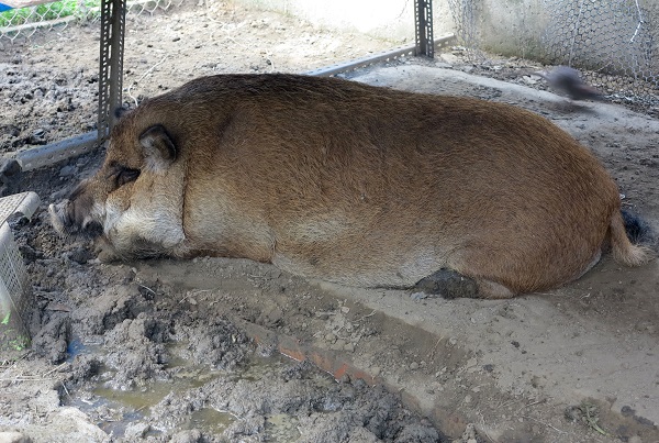 生態農場養的豬有泥巴供打滾泥浴。蕭士塔/攝