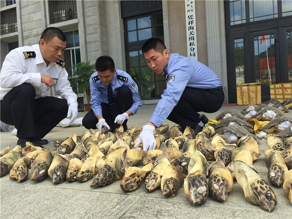 廣西海關查獲的走私保育類野生動物案，內有109隻玳瑁，身首異處。上圖是洞口填塞棉花的龜殼部分；下圖是一個個的玳瑁頭。照片流傳出來後，讓國際媒體大為吃驚。  取自Global Times