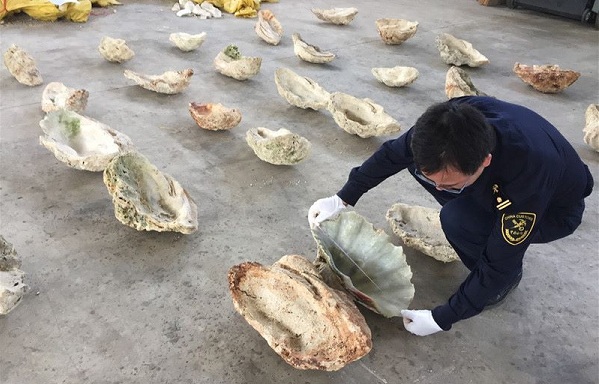 被當成象牙代用品的硨磲(貝)，在這起走私案中高達17噸，價值不菲。 取自Global Times
