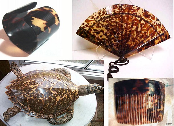美麗的玳瑁龜殼，可以製成多種飾品、工藝品，也因此成為牠們喪命的緣由。取自conserveturtles.org