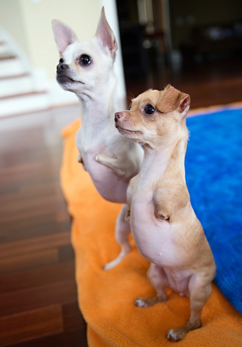 這對兄妹的名字Kanga和Roo，合起來就是Kangaroo—袋鼠媽媽。 取自thedodo.com