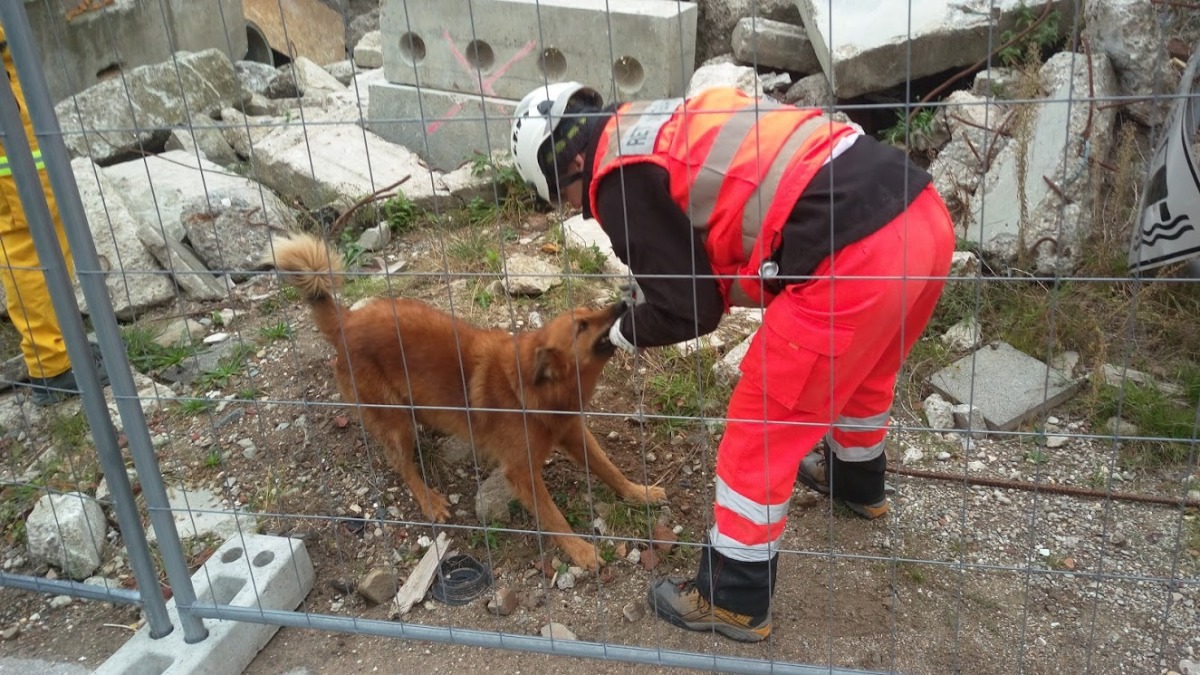 這隻德國搜救犬是混種黃金獵犬，像不像是台灣普見的浪犬「小黃」？ 周聰吉/提供