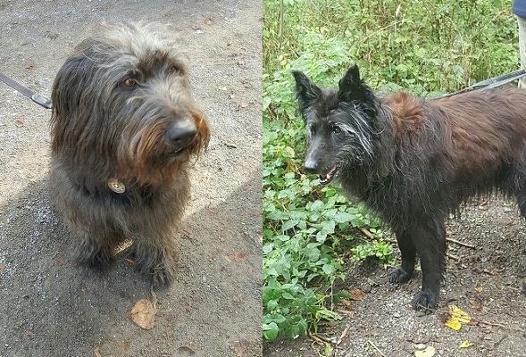 你說得出牠們是什麼品種的狗嗎？德國的工作犬控犬手只在意犬隻的性能，不會去管牠們是不是純種犬。  周聰吉/提供