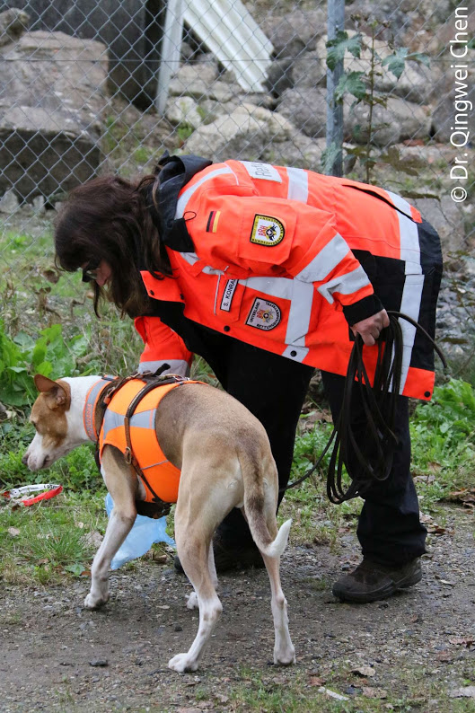 這隻搜救犬是不是也很眼熟？就像我們街頭常見的小花，雖是米克斯，牠們可都是工作犬的名門之後哦！ 周聰吉/提供
