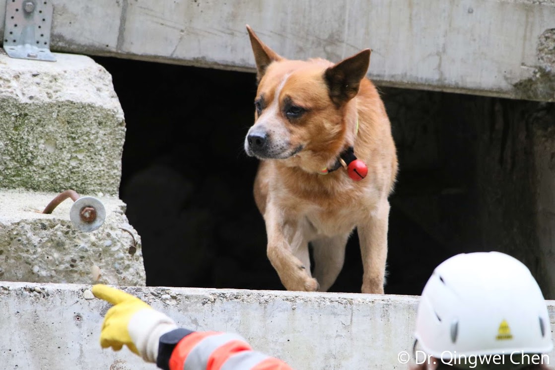 「德意志搜救犬協會」擁有2000隻搜救犬，竟然鮮少看到舉世聞名的德國牧羊犬(狼犬) 。周聰吉/提供