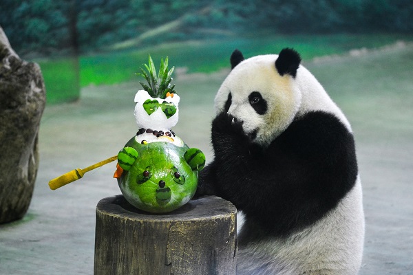 貓熊是保育的代言人，台北市立動物園能夠成功繁殖大貓熊更是對台灣動物園水準的肯定。如今貓熊已經從原本的瀕危減緩為易危，動物園占了舉足輕重的角色。(圖為圓仔在自台北市立動物園過3歲生日，陳浩/攝)