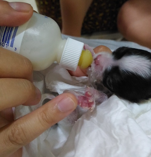 在兩隻幼犬相繼夭折之後，主人蔡小姐上網徵求可以哺乳育「小叮噹」的奶媽。 蕭士塔/攝