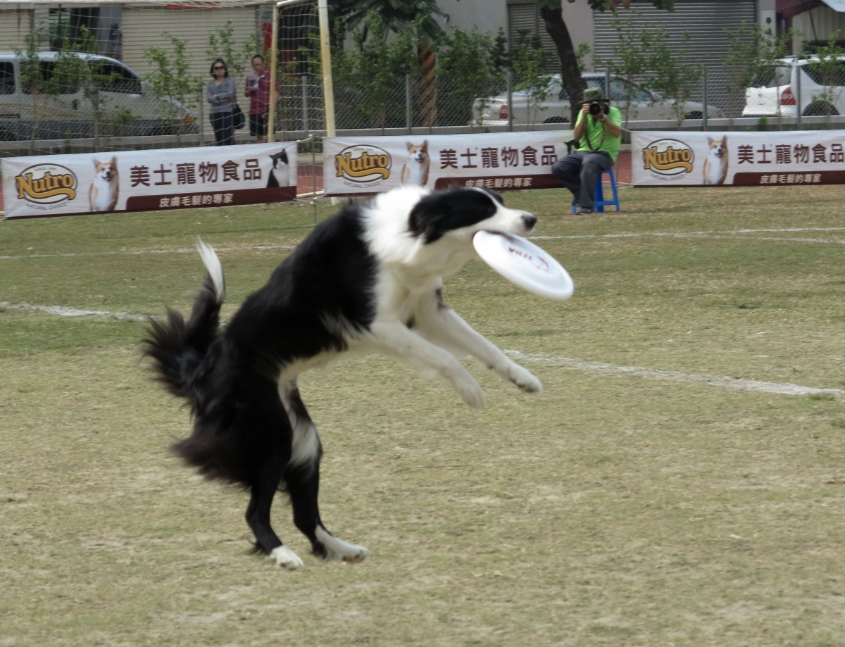 平穩有力擲出飛盤後,狗疾速奔跑順利咬住,再返回將飛盤交給選手。高維奇/攝