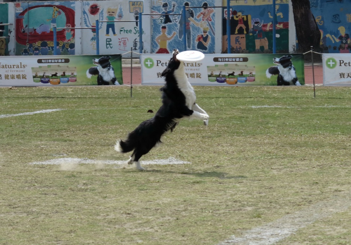 飛盤比賽要取得好成績,除狗的能力夠強,選手擲飛盤也要精準有力。高維奇/攝