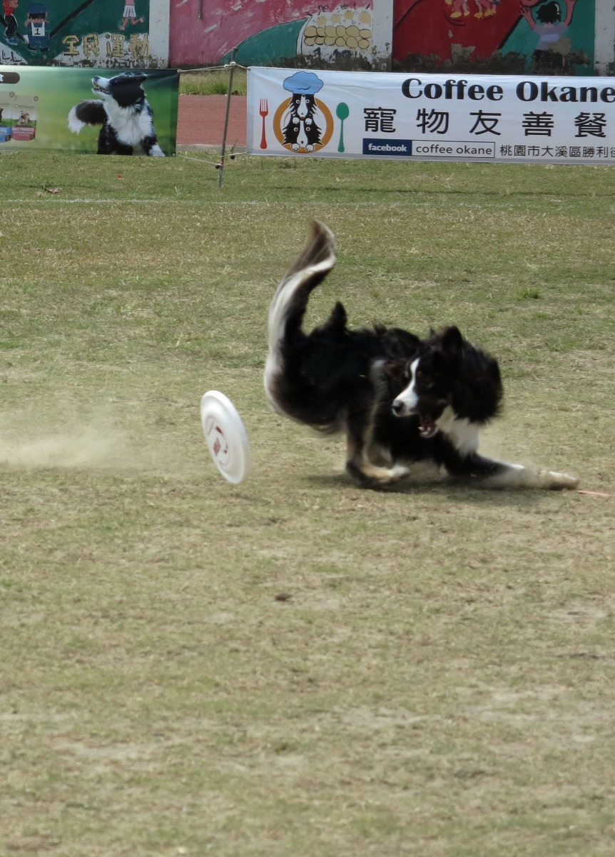 練習不足的選手無法擲遠,飛盤比狗的速度慢提早滾地,就算咬回也不計分。高維奇/攝