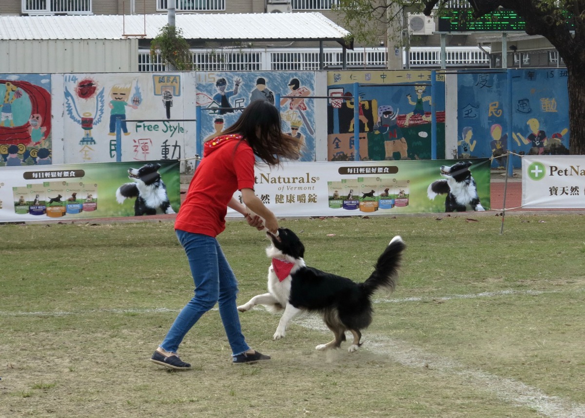 狗火速咬回飛盤,卻咬著不放,延宕好幾秒才鬆口交給主人,因此而少擲一盤。高維奇/攝