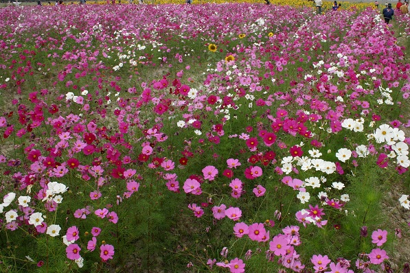 充當農田綠肥的波斯菊賞心悅目。蕭士塔/攝