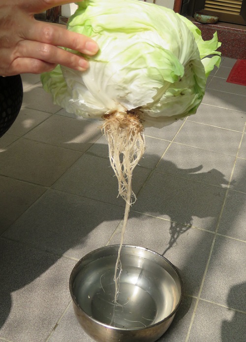 將高麗菜老葉剝掉，倒立置水盆中上讓菜心吸收水分可以保鮮，幾天後就可長出鬚根。 蕭士塔/攝