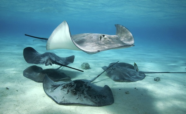 又稱魔鬼魚的魟魚，很少攻擊人類，但若被牠們帶毒液的尾刺刺中心臟，就很難救治了。(此為示意圖，取自網路)