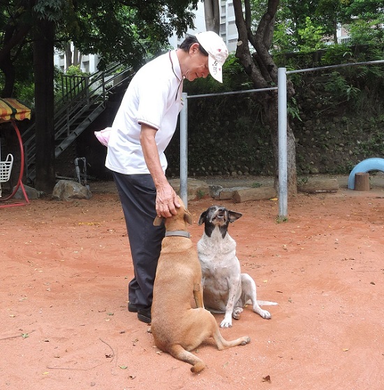 網球場的5隻流浪狗自然老去，目前只剩「黑頭」和「小黃」和大家做伴。蕭士塔/攝