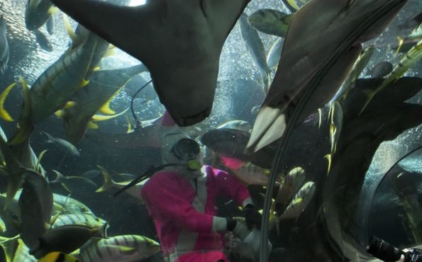 Philip Chan是資深工作人員，卻在移送館內剩餘海洋生物的過程中遇害。取自網路