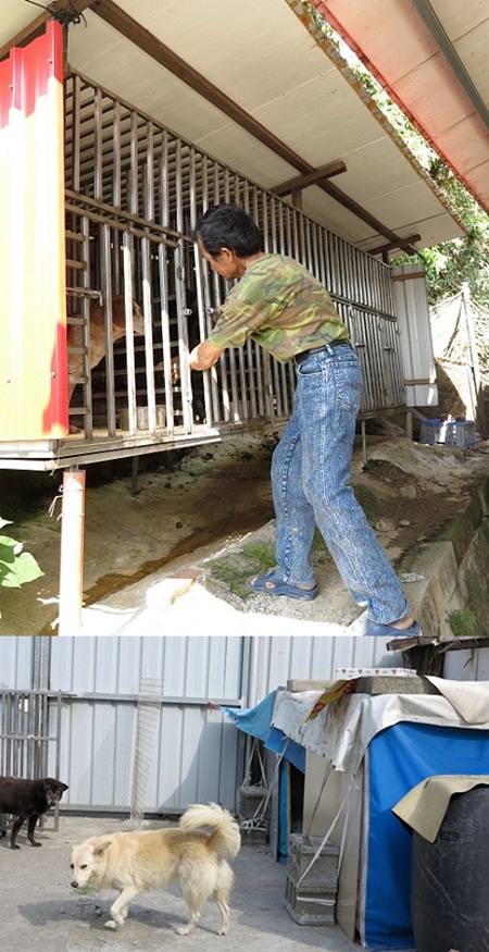 上圖:用鐵籠子關狗，再置於屋簷等遮蔽物之下，花費不會多。下圖：  用廢棄建材搭建像的狗舍，可就是冬暖夏熱了。  蕭士塔/攝