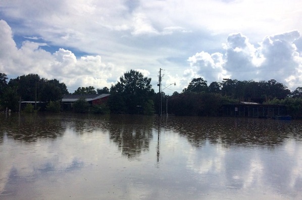 丹寒泉動物收容所遭洪水淹沒,只剩屋頂可供動物暫時棲身等待救援。取自thedodo.com