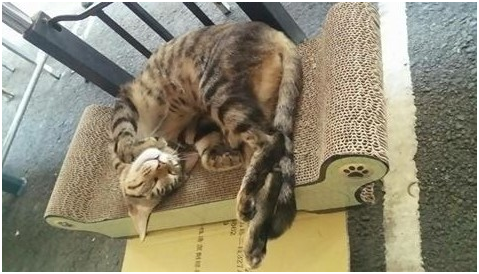 流浪落腳在夜市的花花，擁有眾人滿滿的愛，貓抓板是牠的專屬床位呢。武藤/攝