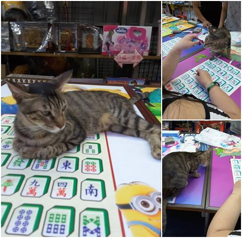 動靜皆宜的花花，喜歡和客人互動。瑭芯/攝