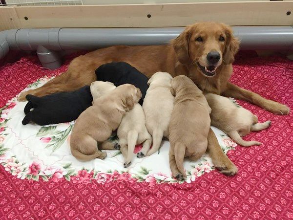 惠光導盲犬學校於104年7月以黃金獵犬、拉不拉多交配繁殖黃金拉拉。惠光導盲犬學校提供
