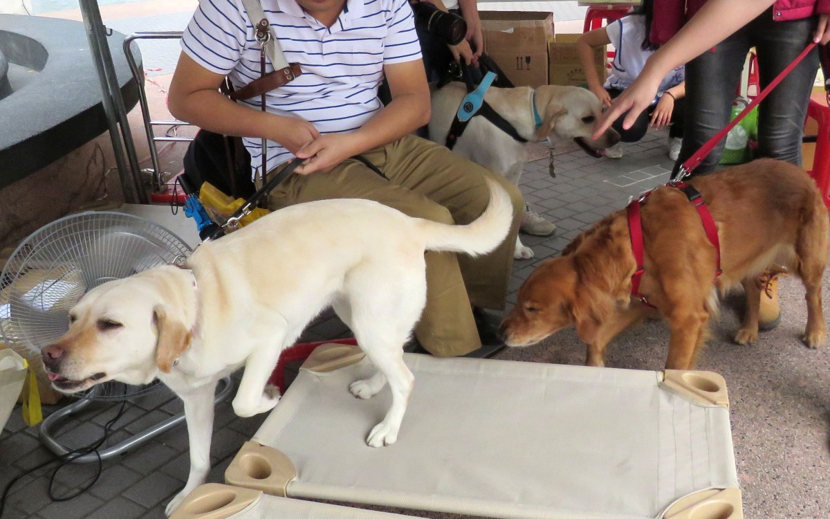 結合黃金獵犬(右)與拉不拉多的特性優點，產出黃金拉拉國際導盲犬的新趨勢。高維奇/攝