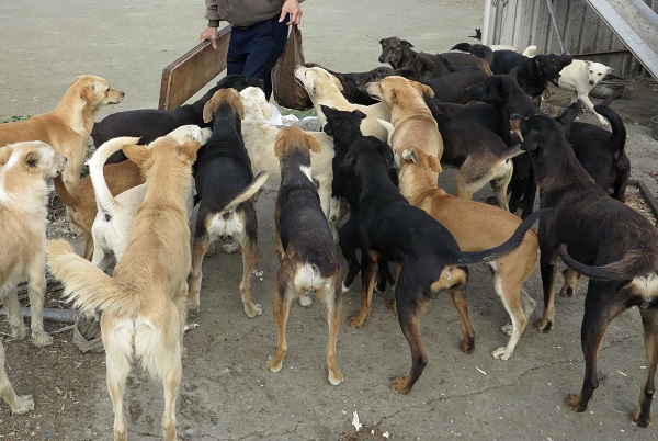 許多流浪狗是因為沒有植入晶片，一旦走失，就再也回不了家。 蕭士塔/攝