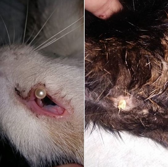 貓咪眼窩被插入大頭針、肛門也被插入折斷的竹筷,張小姐原欲誘捕浪犬結紮,卻意外救援了受虐流浪貓。 張小姐/攝