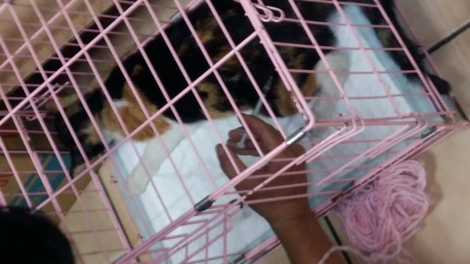 貓咪雖已無生命危險,但因身體狀況還需要住院接受醫療。 張小姐/攝