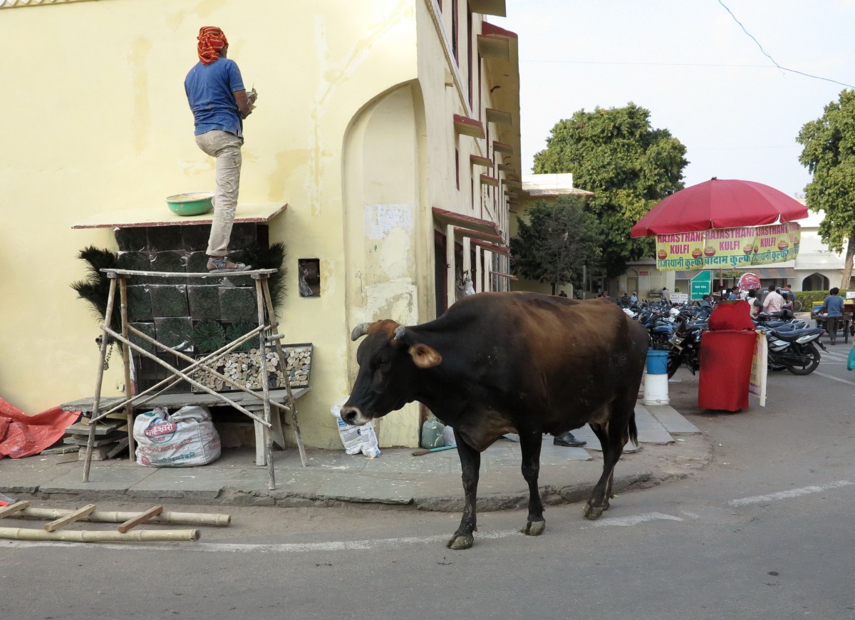 印度牛隻在街道趴趴走，車輛與行人都必須讓路，流浪牛與有主牛隻都有。高維奇/攝