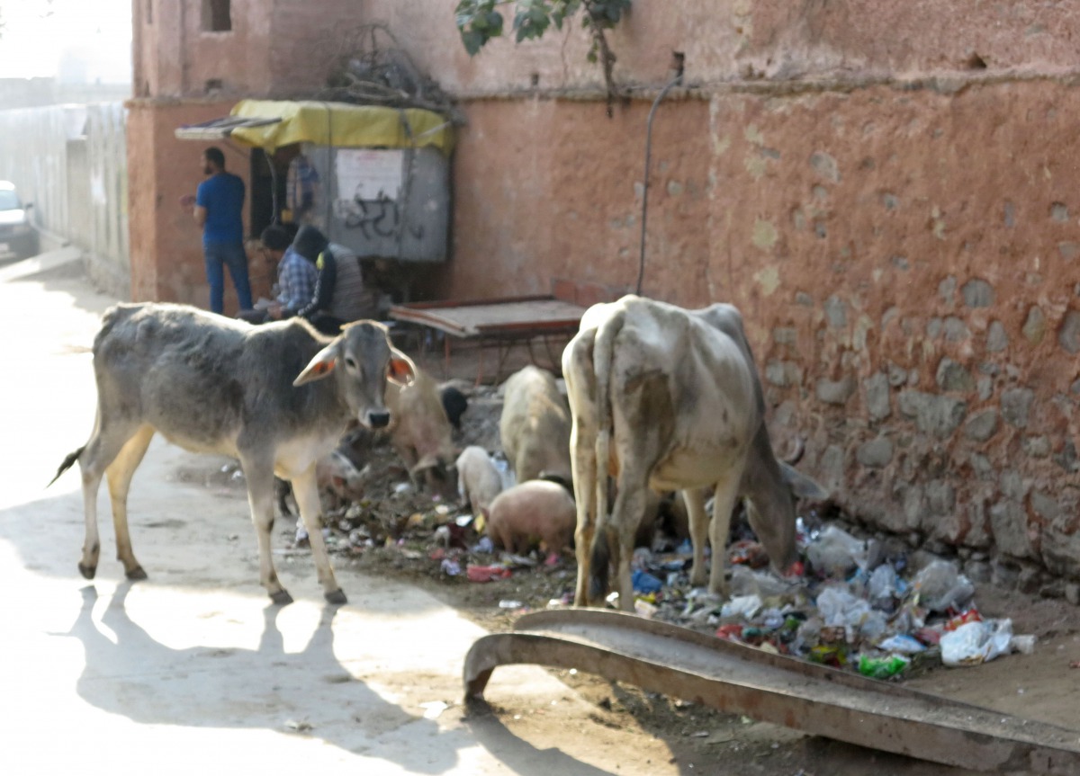 印度過度開發，市區遊蕩的牛隻很難吃到新鮮牧草，只好到垃圾堆找食物。高維奇/攝