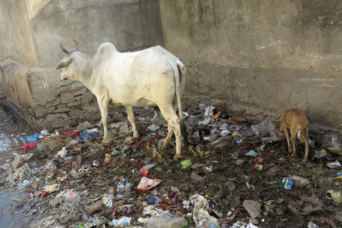 垃圾堆的蔬果殘餘包在塑膠袋中，牛隻常將塑膠袋吃進肚子。高維奇/攝