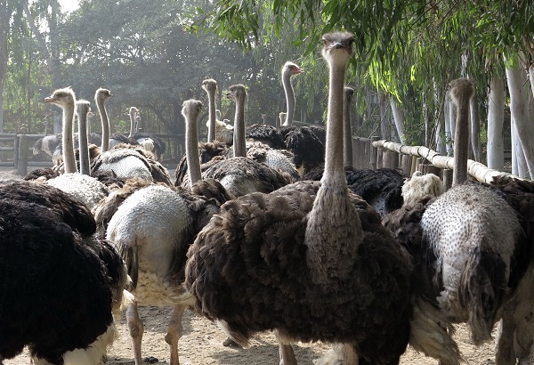 人工飼養的駝鳥背羽光禿很普遍，文獻指出部分野生駝鳥也有此現象。蕭士塔/攝