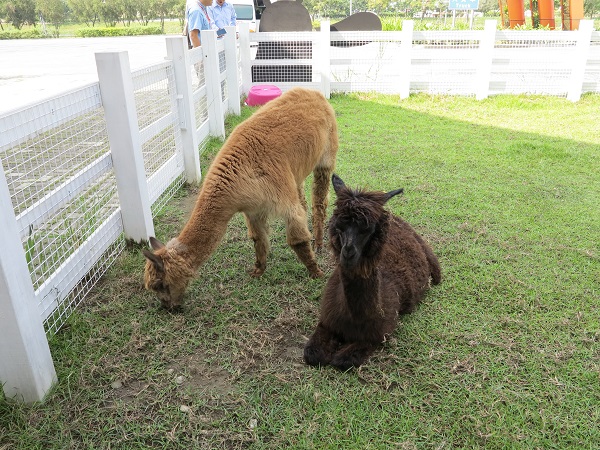 國道三號關廟休息站牧場飼養的羊駝，每天都會從室內欄舍推到室外的草皮活動，仍遭檢舉。 蕭士塔/攝