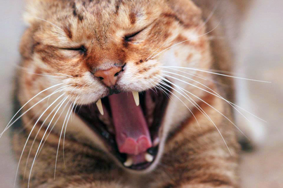 有時候，為了得到一張精采的街貓照片，等待上一兩個小時都是值得的。 林猷威/攝