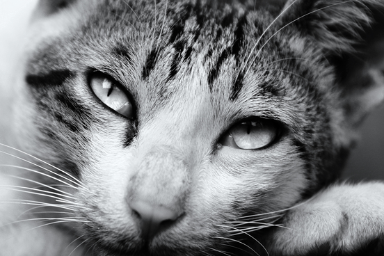 街貓能拍攝的最短距離，終究有它的極限在，此時，長焦距的鏡頭便能夠發揮它的價值！ 林猷威/攝