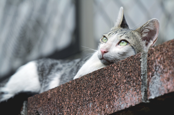 在拍攝時，試著將身體壓低，除了可以降低街貓的戒心外，還可以以較低的角度進行拍攝，改變平時拍照所習慣的視線。  林猷威/攝