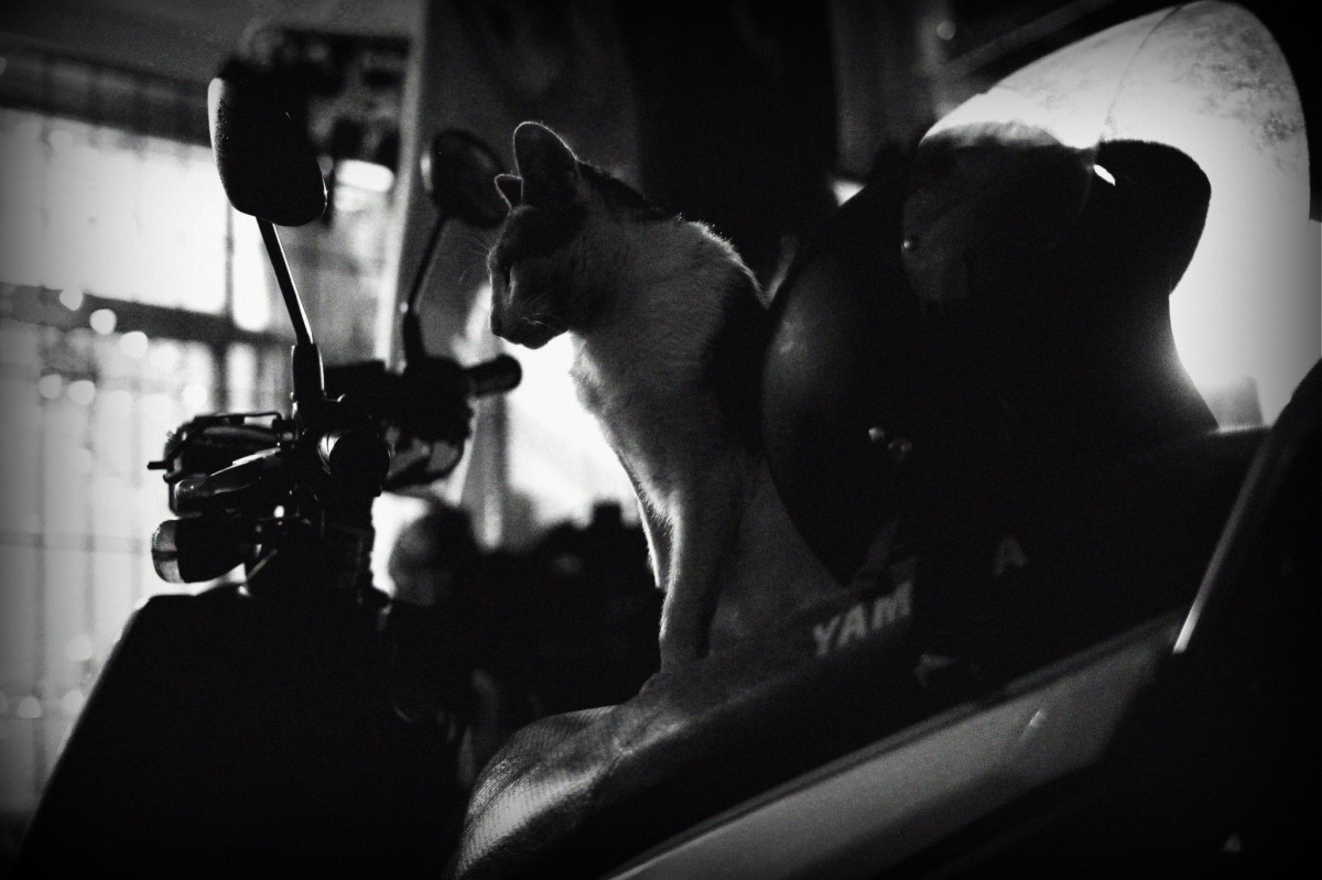 這張以手機拍攝的街貓照，是不是也極有意境。 林猷威/攝