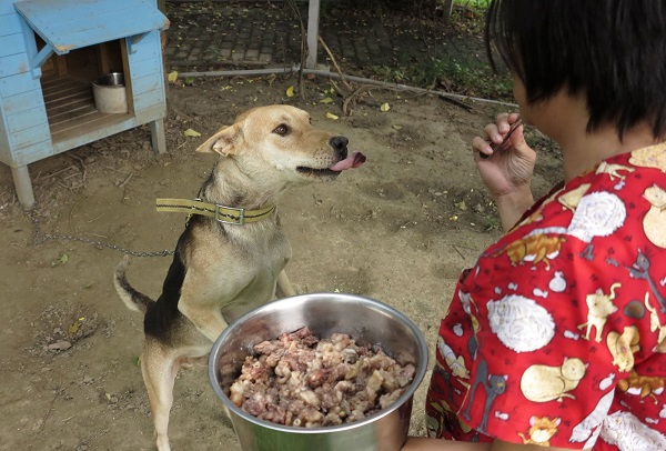 牛肉對犬隻似乎有致命的吸引力,聞到煮熟的牛肉,每隻都抓狂。蕭士塔/攝