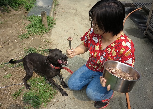 正在接受服從訓練的犬隻,以牛肉當獎勵,非常有效。蕭士塔/攝