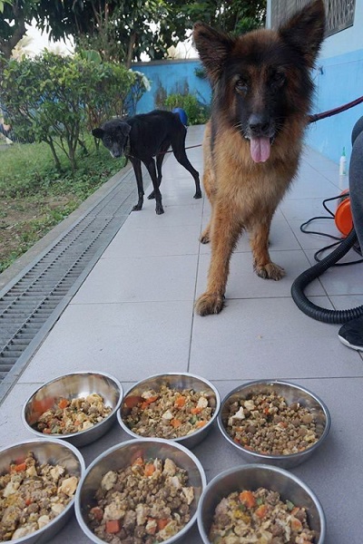 台南市灣裡收容所志工煮鮮食餵養瘦弱狗,成效顯著。蕭士塔/攝