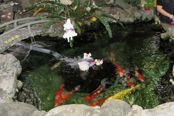 蘇顯達老家的水池改善過濾設備後，水質清澈，錦鯉健康亮麗。 蕭士塔/攝