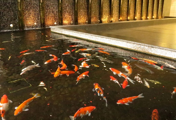 錦鯉屬於大型觀賞魚，養在水族箱不適合，水池中才能體現水中寶石的美。蕭士塔/攝