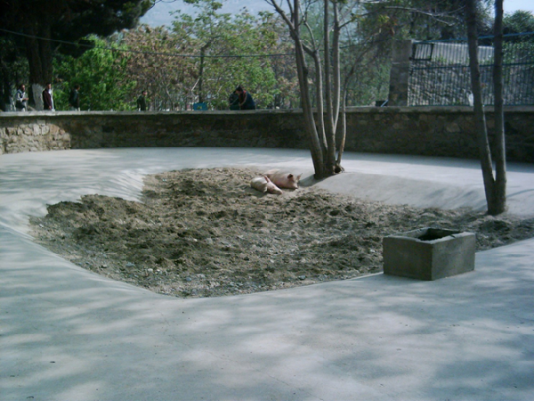 2004年時,堪西爾還有著和牠同來自中國的伴侶。喀布爾動物園/提供