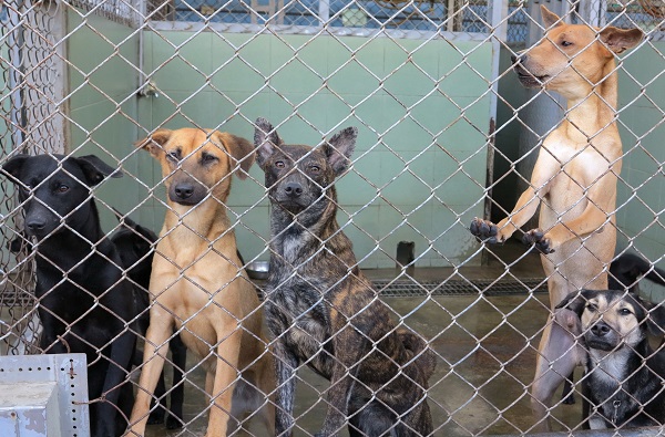收容所狗滿為患，如何提高認養率是第一要務。蕭士塔/攝