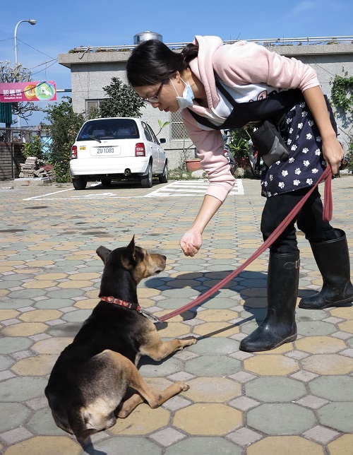 台南市動保處灣裡收容所的獸醫師訓練浪犬服從性，藉以提高認養率。蕭士塔/攝